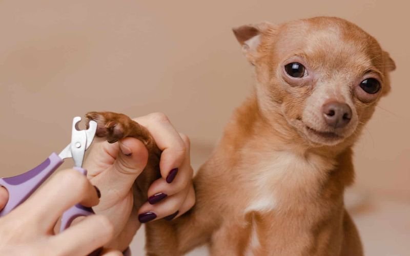 Cut Your Pet's Nails